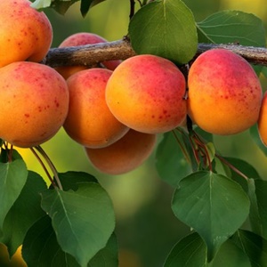 Sárgabarack Magyar Kajszi